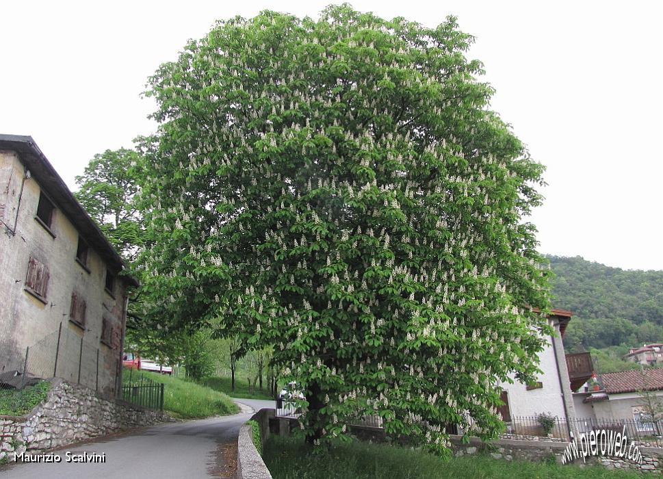 03 Ippocastano a fiori rossi.JPG